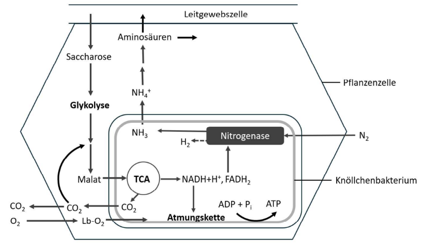 Schematische Darstellung der Stickstofffixierung in Knöllchenbakterien innerhalb einer Pflanzenzelle